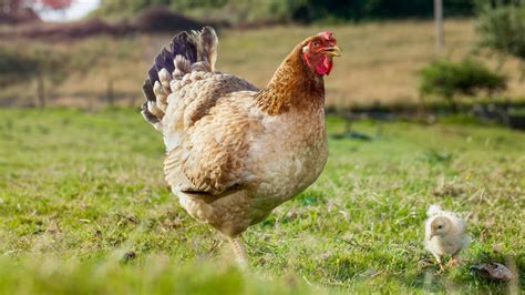 What The Heck Does It Mean If Your Chicken Is Labeled 'Pasture .